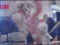 Rabbit attack