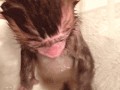 Little monkey