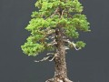 I love bonsai