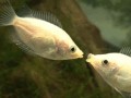 Fish kiss