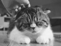 Sweet cat