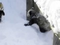 Red pandas