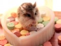 Chomiczek