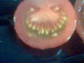 Pomidorek stworek
