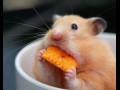 Chomiczek.