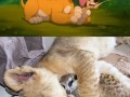 Simba i timon w rzeczywistości