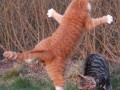 Karate kot