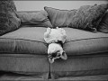 Buldog