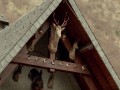 LONG LIVE THE KINGS - krótki film dokumentalny