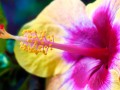 Tapety na Pulpit - Kwiat Hibiskusa