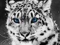 Tapety na Pulpit - Irbis Leopard