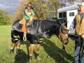 Bathorse