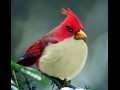 Angry birds w prawdziwym życiu