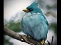 Angry birds w prawdziwym życiu 