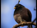 Angry birds w prawdziwym życiu  