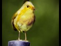Angry birds w prawdziwym życiu   