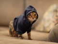 Rap kot