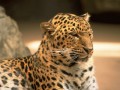 Tapety na Pulpit - Gepard