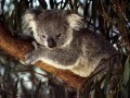 Tapety na Pulpit - Koala