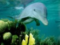 Tapety na Pulpit - Delfin