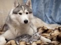 Tapety na Pulpit - Husky