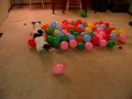 Pies i balony