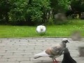 Mewa ninja