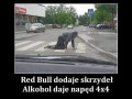 Red Bull dodaje skrzydeł