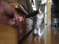 Kot ninja