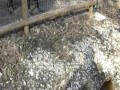 Przegrał pojedynek na spojrzenia