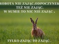 Zając