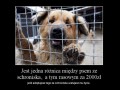 Uratuj psa ze schroniska