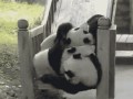 Pandas