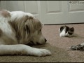 Boo