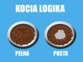 Kocia logika