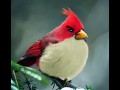 Angry birds