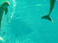 Delfin puszczający kółeczka