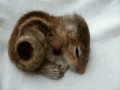 Sweety little creature