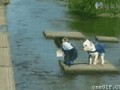 Małpa i pies