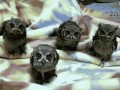 Owls are awesome