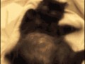 Kung fu kitty