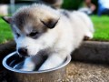 Husky 