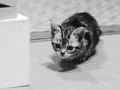 Kitty