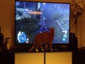 Kot i Assassin Creed