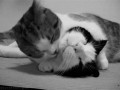 Meow