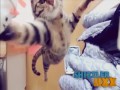 Najlepsza kocia kompilacja 2012