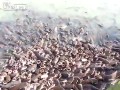 Dokarmianie rybek