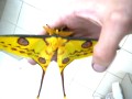 Najładniejsza ćma na świecie - pawica księżycowa, madagaskarska