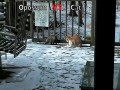 Walka gigantów - Opos vs Kot