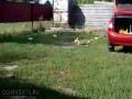 Posłuszne kaczki z Rosji